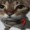 Nyancatbbs