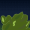 I-am-a-BUSH