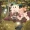 SilentSpeaker