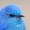 BirdioW
