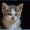 Animallover1