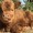 hartsforcows