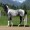 horselover4ever