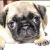 PugLover102