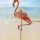 Flamingo-Albert