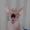 Shadowfox129