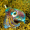 ShallowSquid