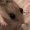 YourLocalRat222
