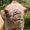 CAMEL-CAMEL
