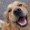 Doggoking