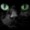 Kitcatlovez