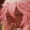 tarubun