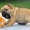 Puginator