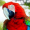 Flying-Parrot