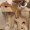 pixaldoge