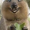 Kestrel-the-Cat