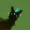 BLUESTAR123