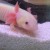 Axolotl