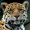 Jaguarito