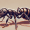 im-an-ant-lover