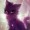 Pinkkitty-story