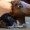 THE-OP-HORSECAT