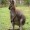 ExcitedWallaby1