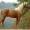 horses-love-UVU