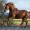drawinghorse