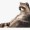 The-Odd-Coon