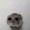 Sad-hamster
