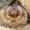 chippy-munk