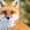 Josie-the-foxo