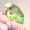 BirtLover