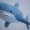 blue-shark