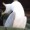 sillyseagull