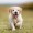 PuppyLover33