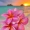 meghdre
