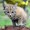 Catflight