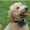 Dogs-are-amazin