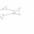 Choppy-Lizard
