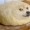 The-bread-doge