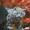LOVEanimals1