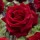 Roseyy-Rain