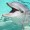 Toxic-Dolphin