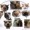 TheMeowMeows