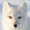 Foxy-girl123456