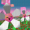 azora-n-crowny
