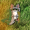 Tiggsvr