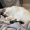 KittehCatAttac